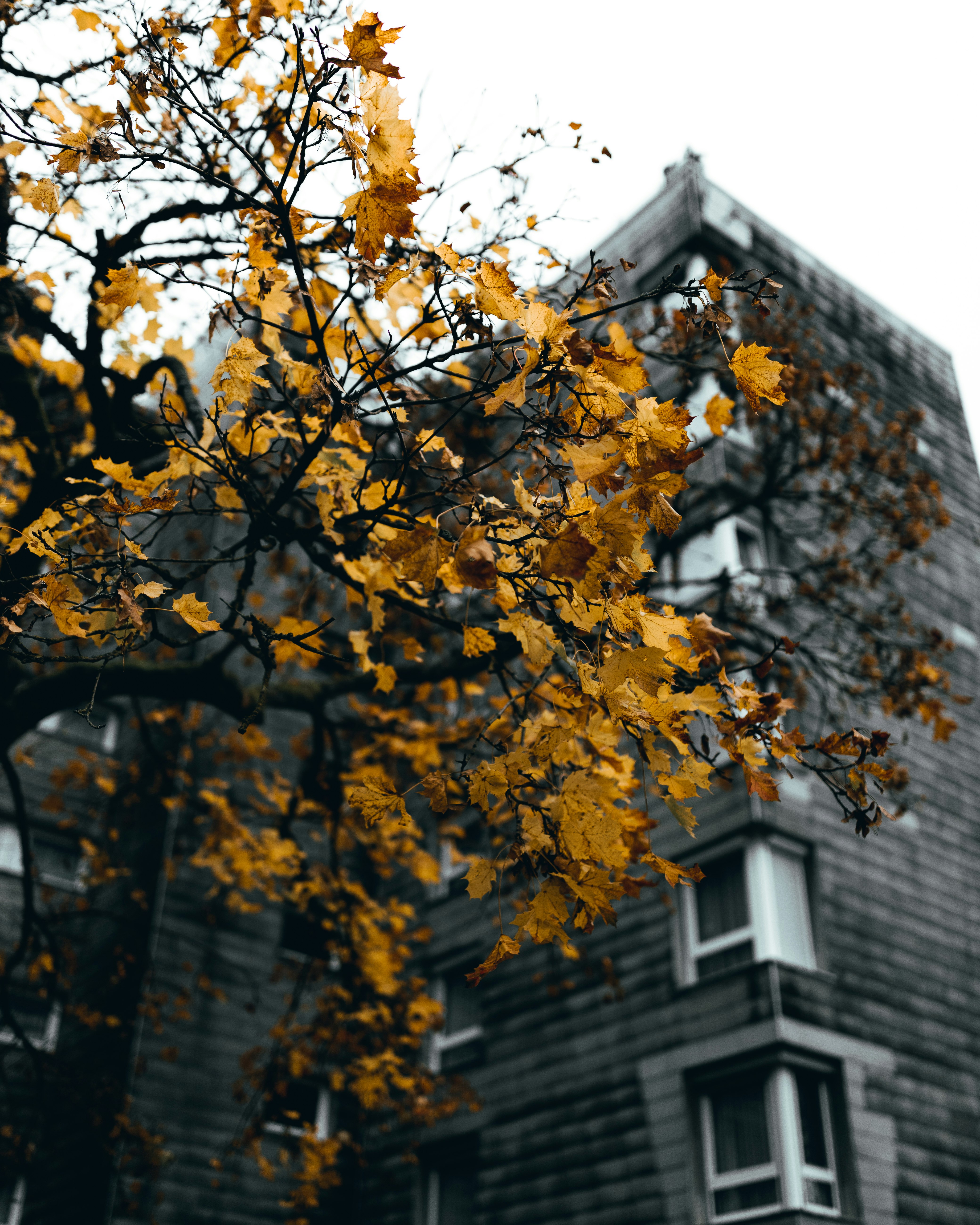 yellow maple tree near white concrete building during daytime